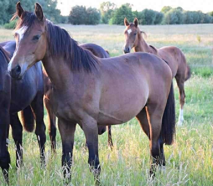 KOOPJE - 2j merrie van Sir Donnerhall x Romanov, Dieren en Toebehoren, Paarden, Merrie, Met stamboom, Dressuurpaard, 0 tot 2 jaar
