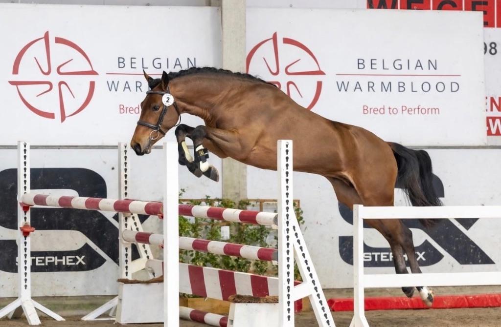 BRp goedgekeurde hengst ter dekking, Animaux & Accessoires, Chevaux & Poneys | Étalons & Juments poulinières, Étalon