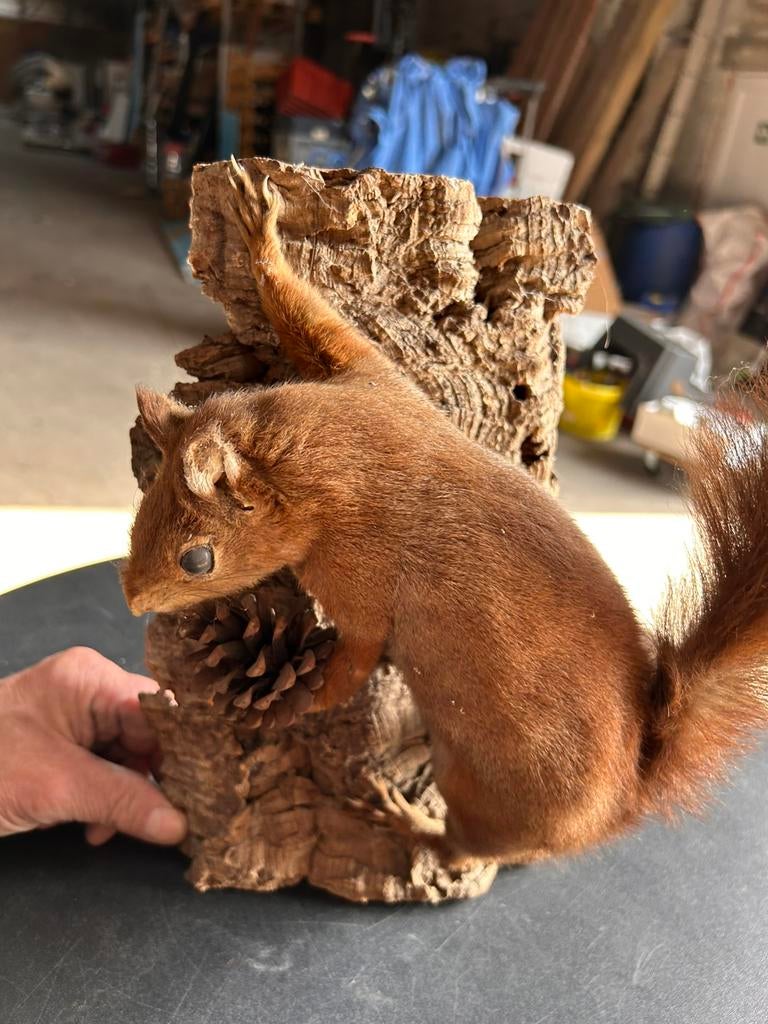 Eekhorentje, Verzamelen, Dierenverzamelingen, Ophalen, Zo goed als nieuw, Opgezet dier