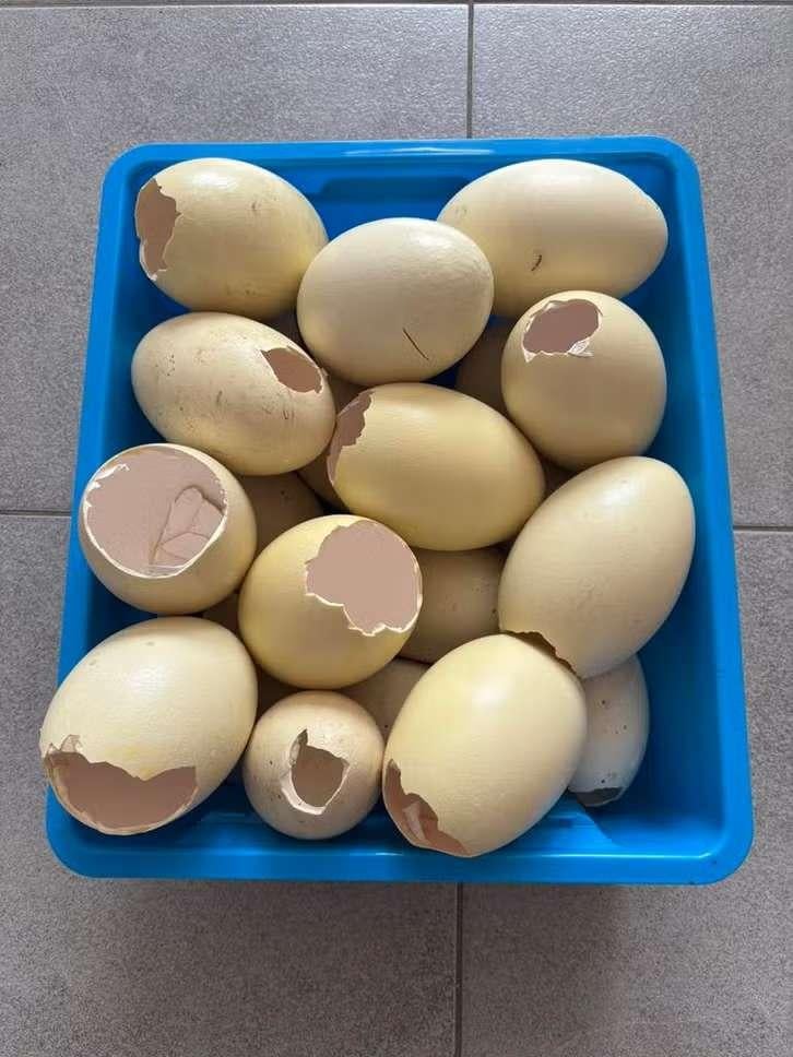 Lege nandoe eieren voor versiering, Ophalen, Dieren, Beige, Overige merken