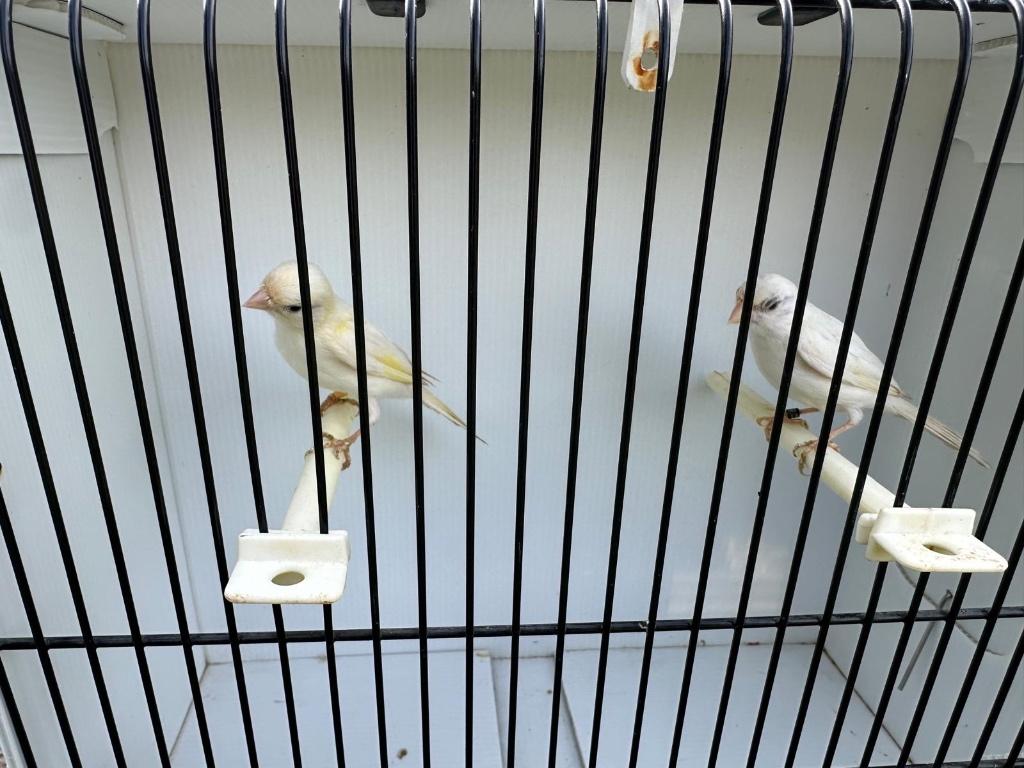 Kanaries, Dieren en Toebehoren, Vogels | Kanaries, Meerdere dieren