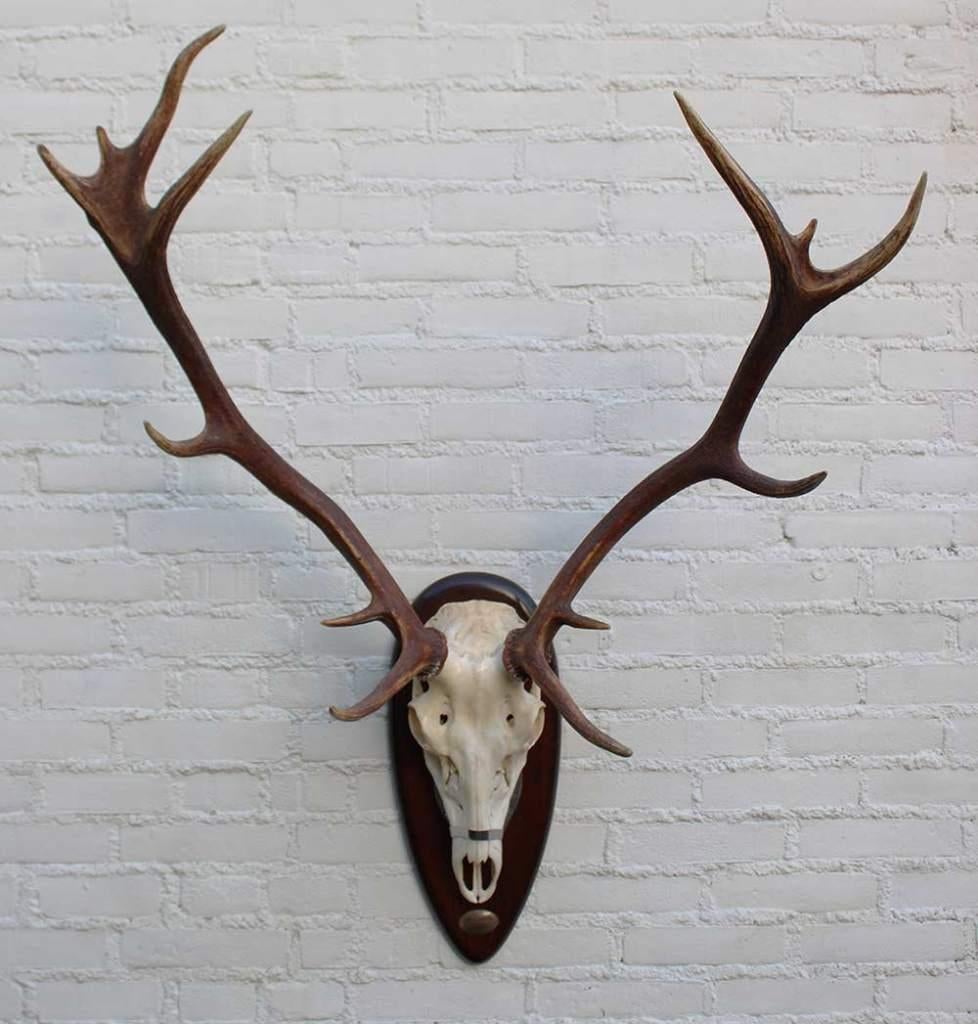 Groot Spaans EDELHERT GEWEI - ongelijke 14-ender, Collections, Collections Animaux, Utilisé, Bois ou Tête, Cerf, Enlèvement