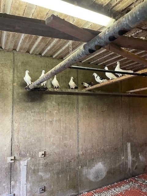 duiven, Meerdere dieren, Overige soorten