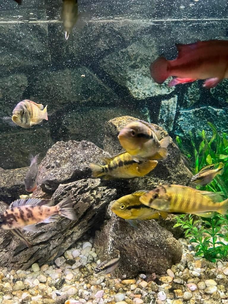 GEZELSCHAPSDAME GEZOCHT , FWB