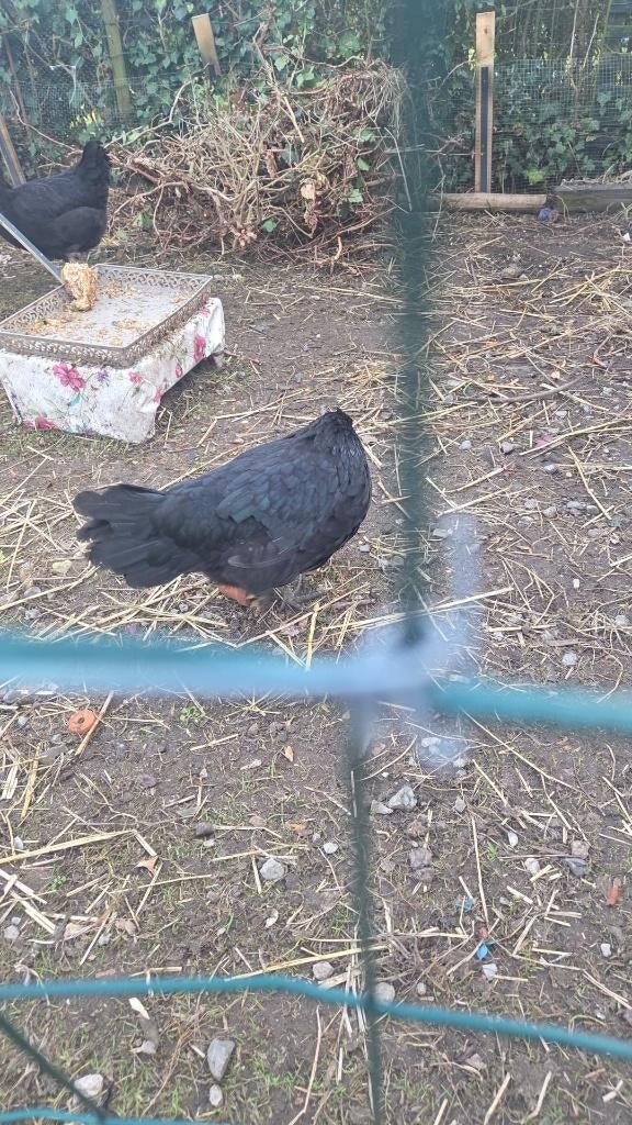 Ayam Cemani hen, ., Dieren en Toebehoren, Overige Dieren, Maart, Vrouwelijk