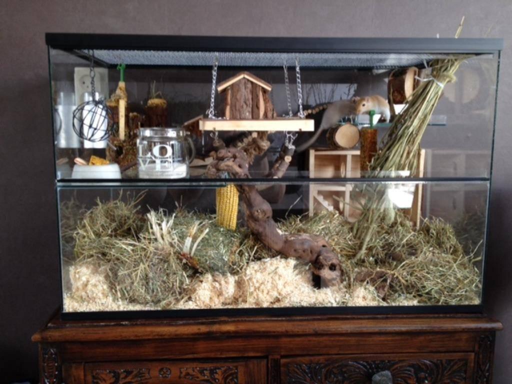 Terrarium luxe model voor gerbil en hamster, Animaux & Accessoires, Neuf, Enlèvement ou Envoi, Niche, Moins de 60 cm