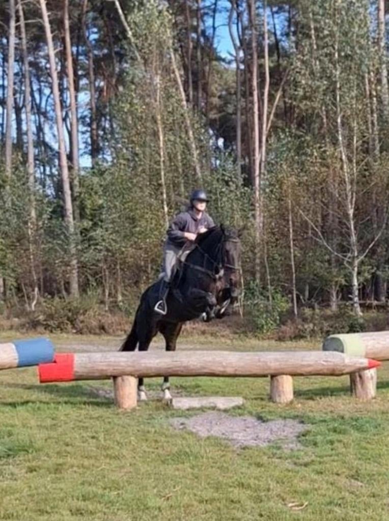 Super braaf leer paad, Dieren en Toebehoren, Paarden, Springpaard, Met stamboom, Ruin, Zadelmak