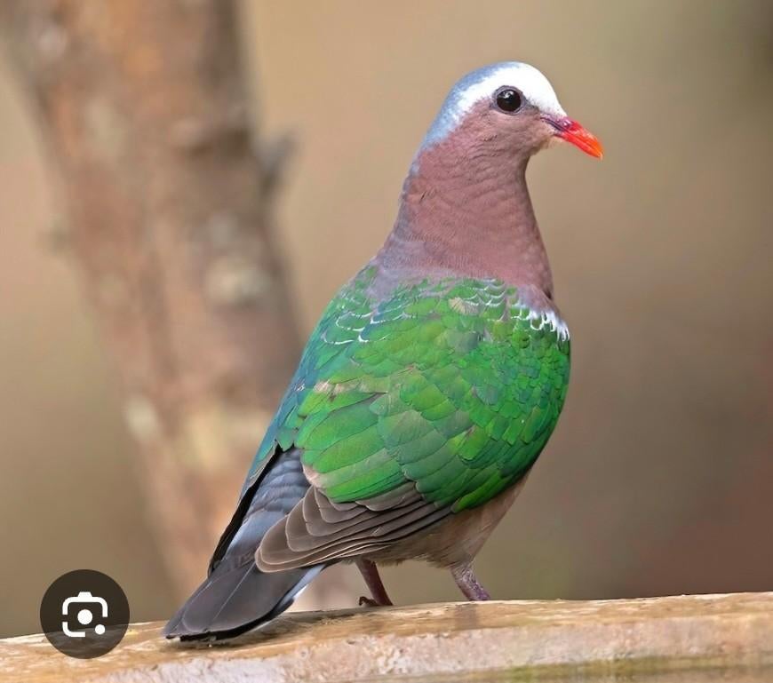 Tourturelle  aile vert