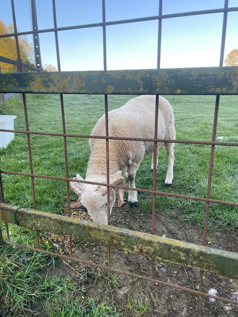 Wiltshire horn, Dieren en Toebehoren, Mannelijk, Schaap, 0 tot 2 jaar