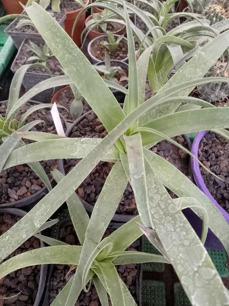 agave bracteosa, Jardin & Terrasse, Enlèvement