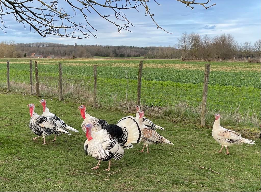 Broedeieren Ronquières kalkoen, Dinde