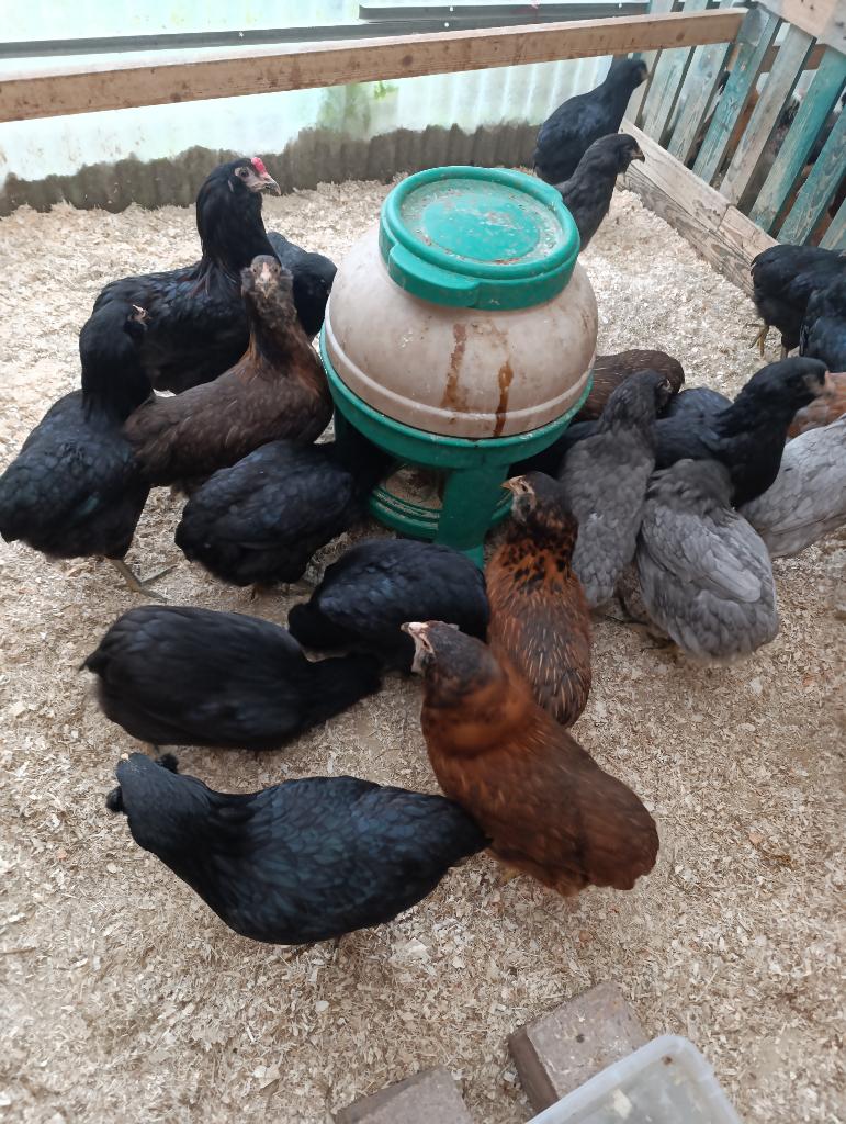 pondeurs bleu oeufs Araucana 100% poules 0499/082381, Animaux & Accessoires, Femelle, Poule ou poulet