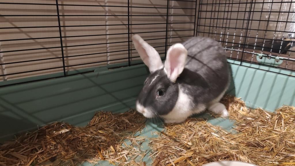 2 lieve grote konijnen, Dieren en Toebehoren, Konijnen