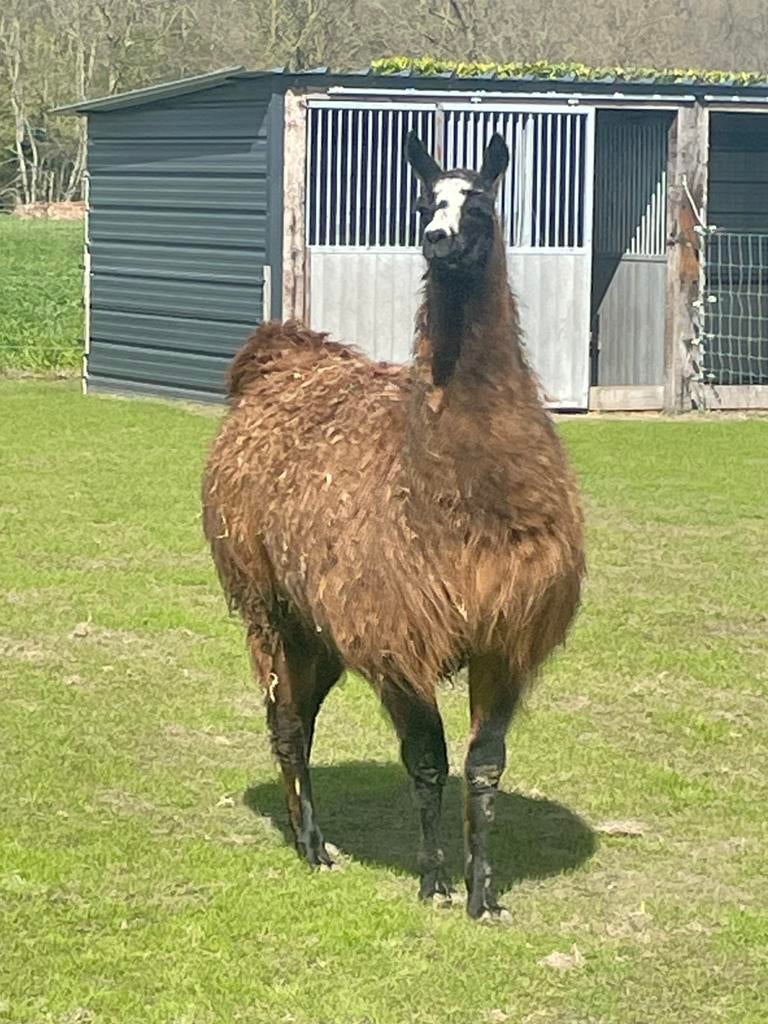 Lama merrie, Dieren en Toebehoren, Overige Dieren, Mei, Vrouwelijk