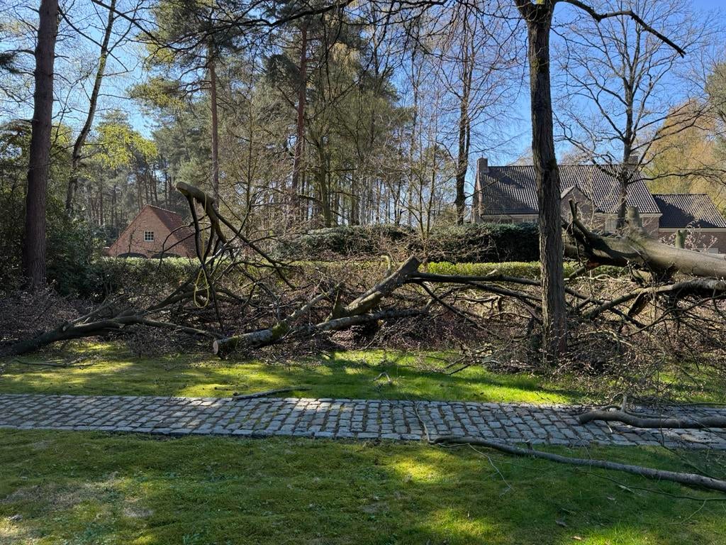 Beuken stam en takken te koop, Jardin & Terrasse, Bois de chauffage, Troncs d'arbres, Enlèvement