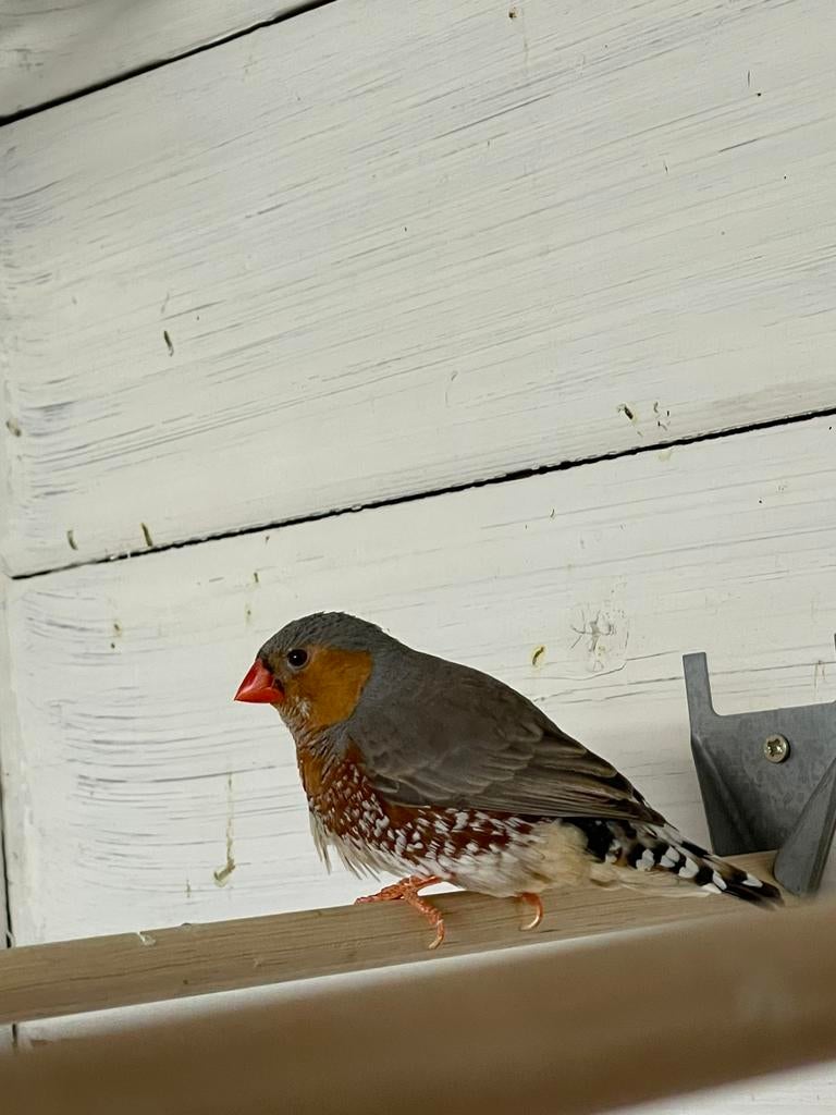 Orb/zwb grijze zebravink man, Dieren en Toebehoren, Vogels | Overige Vogels, Tropenvogel, Mannelijk