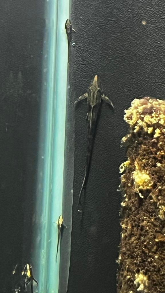 Sturisoma auteum, Dieren en Toebehoren, Vissen | Aquariumvissen, Vis, Zoetwatervis