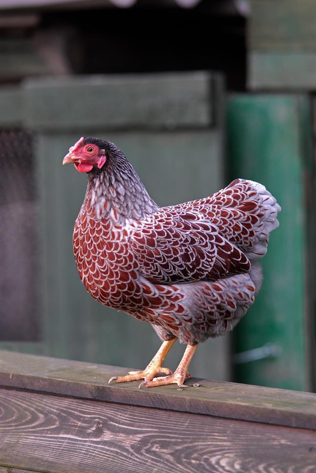 Goud blauwgezoomd Wyandotte kriel broedeieren