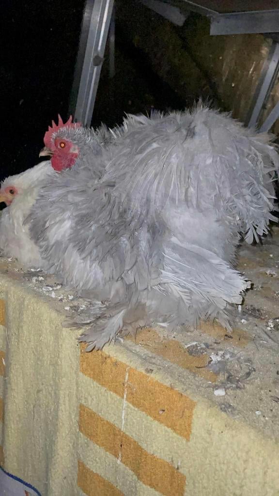 Paire de perles Cochinkriel perles grises perlés 2025, Animaux & Accessoires, Volatiles, Poule ou poulet, Plusieurs animaux