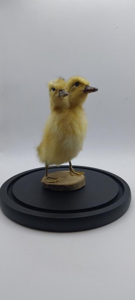 Curiosités : canard à deux têtes, Enlèvement ou Envoi