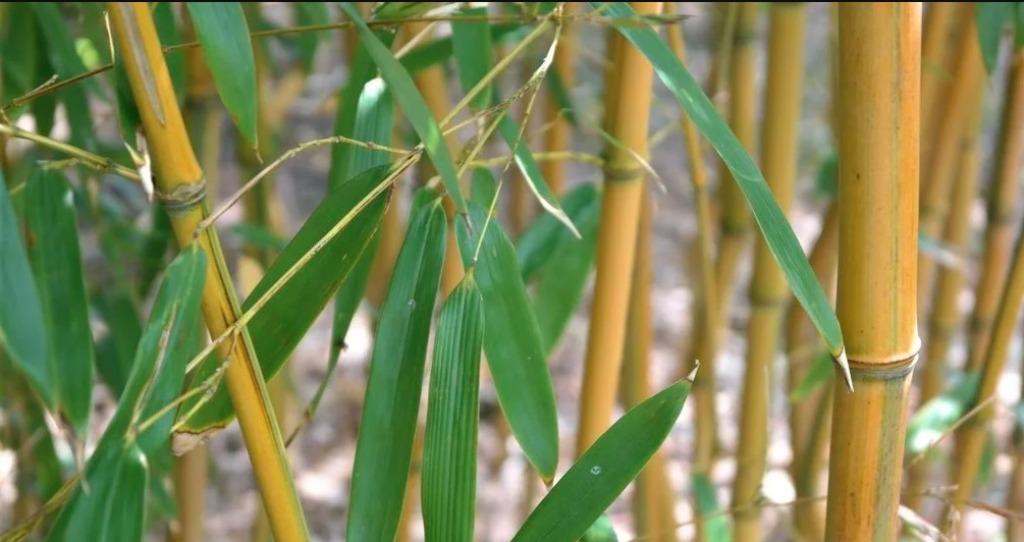 gezocht: bamboe stokken, Ophalen