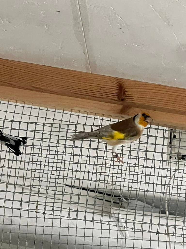 pheao et porteur pheao, Animaux & Accessoires, Oiseaux | Oiseaux Autre, Mâle