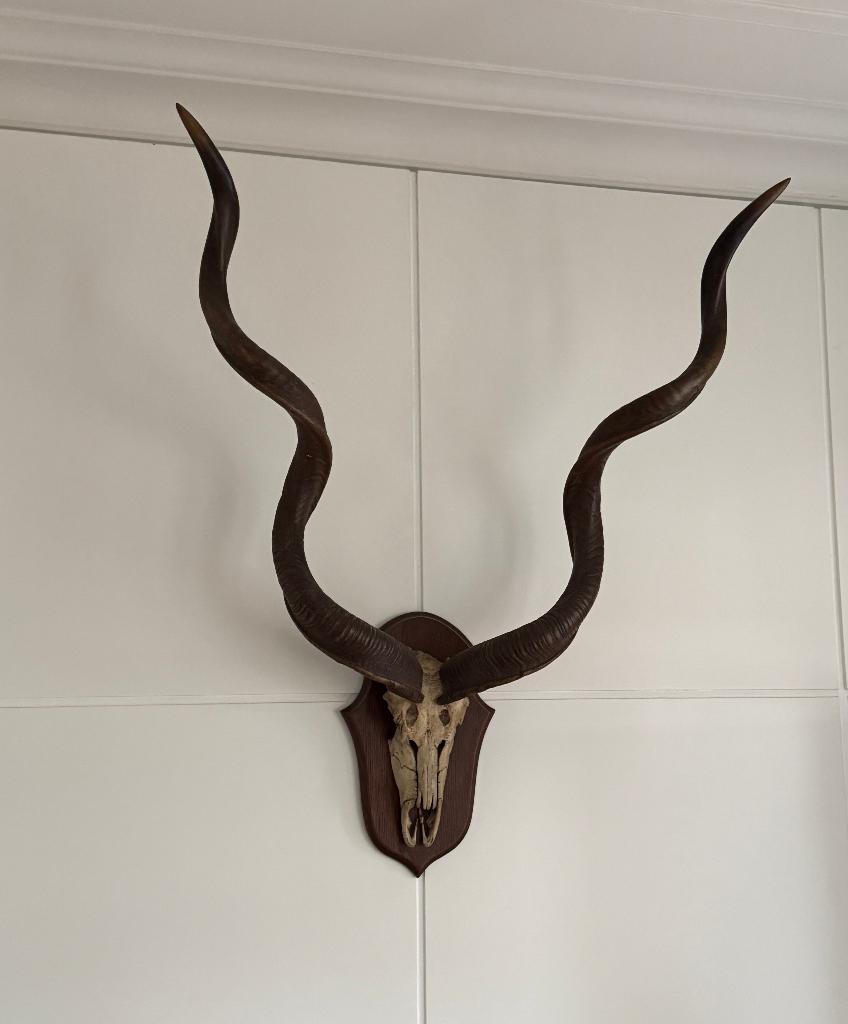 Grote oude Kudu schedel met spiraalhoorns, Verzamelen, Ophalen, Gewei of Kop