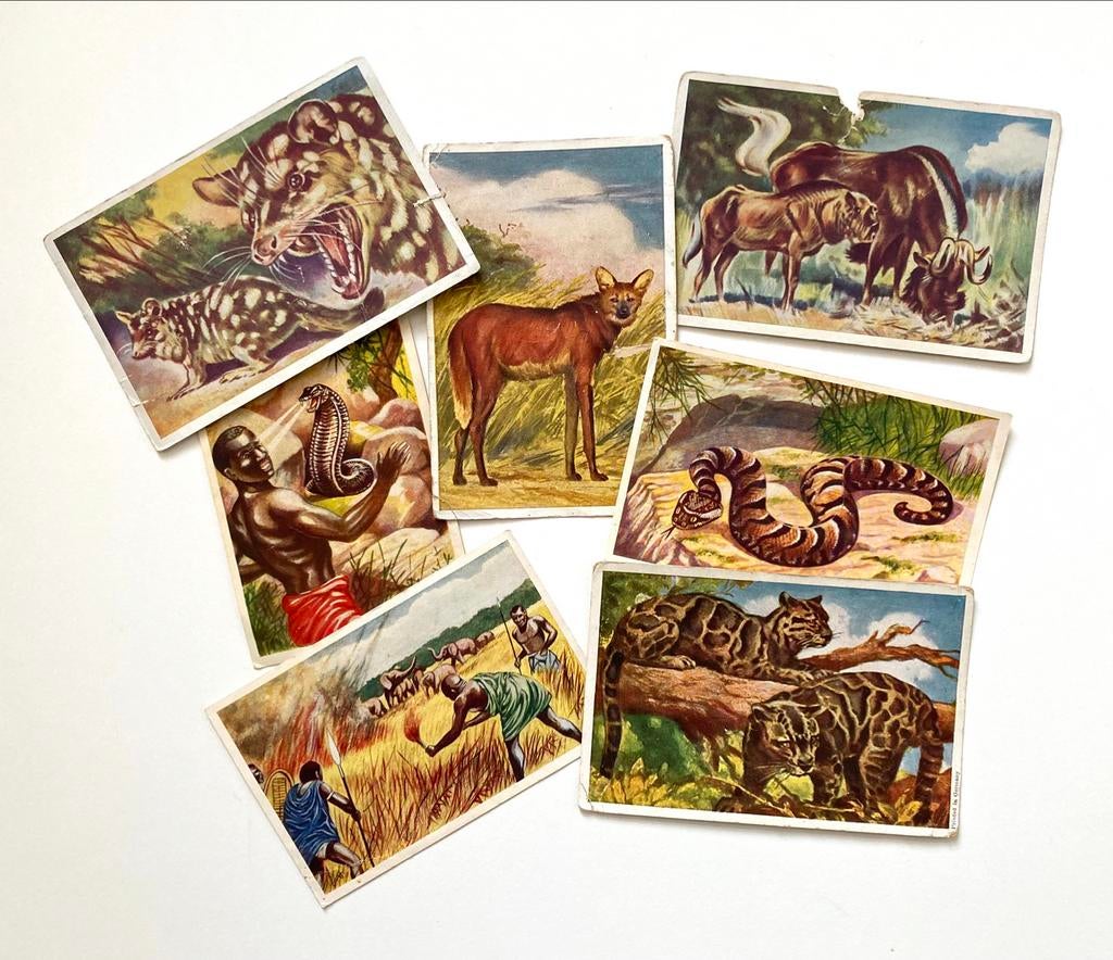 lot chromo’s cichorei chicorée Van Tieghem-Dupont Roeselare, Verzamelen, Ophalen of Verzenden, Gebruikt, Foto