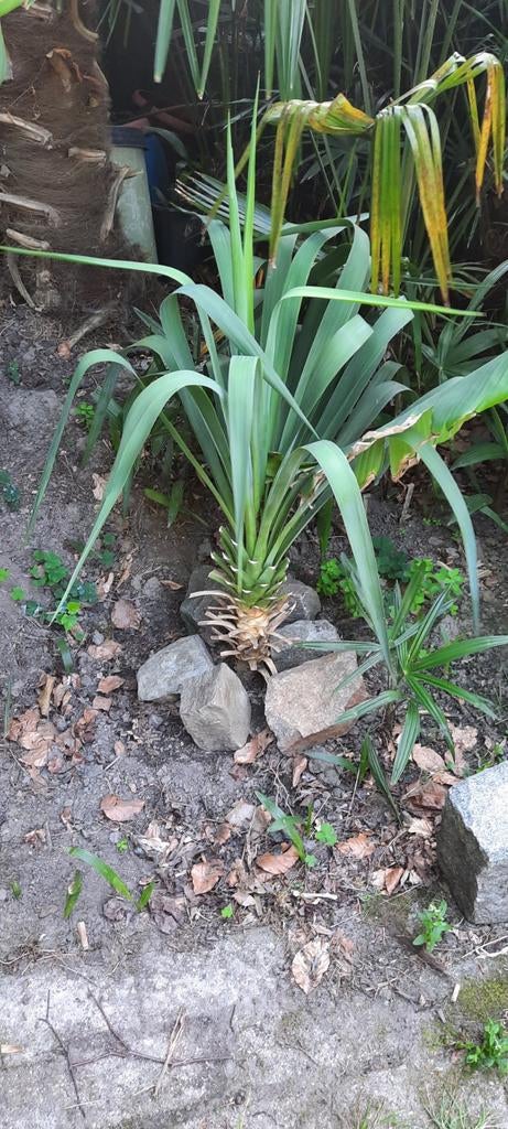 YUCCA spotprijs voor grote plant, Ophalen