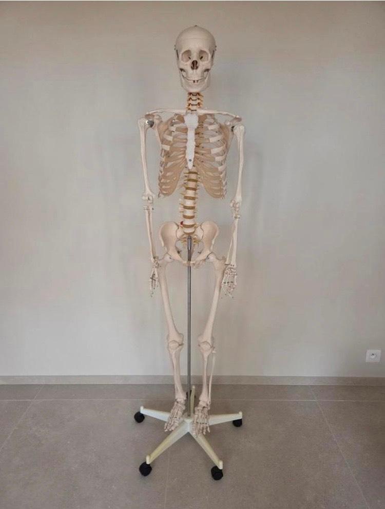 STAN compleet anatomisch skelet — in zeer goede conditie, Diversen, Ophalen, Gebruikt