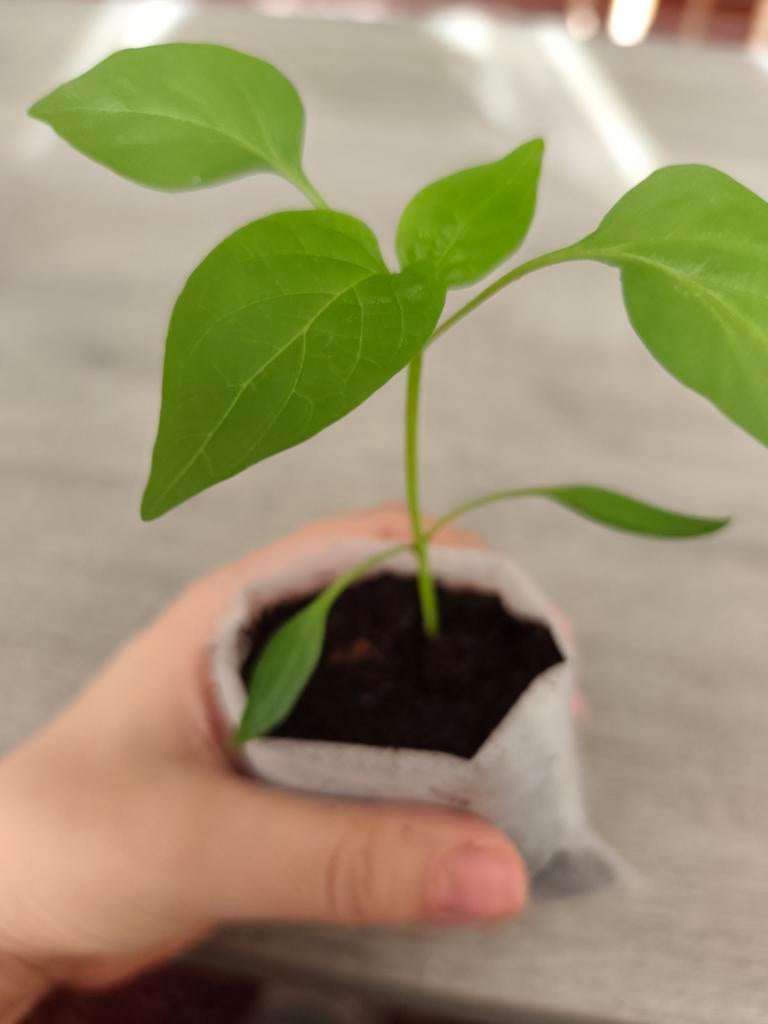 Dulce De Espana | Paprika Planten, Enlèvement