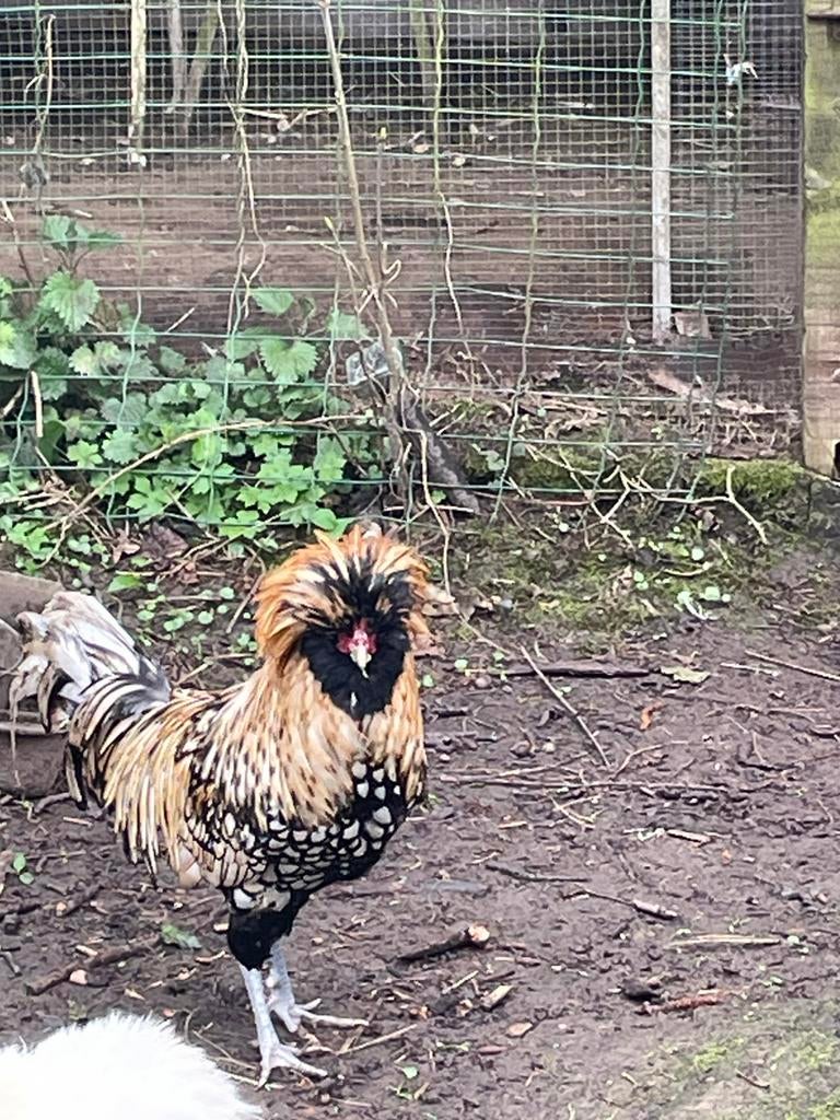 Padoue, Animaux & Accessoires