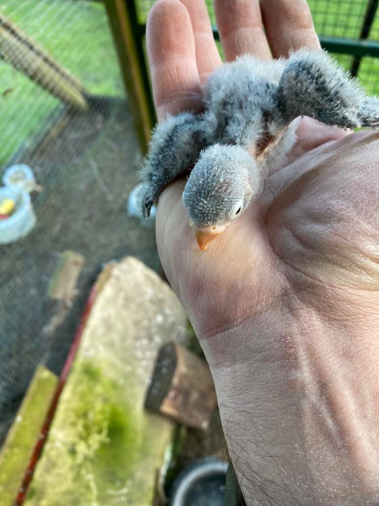 De Agapornis Fischeri of Rozekopje Agapornis, Dieren en Toebehoren