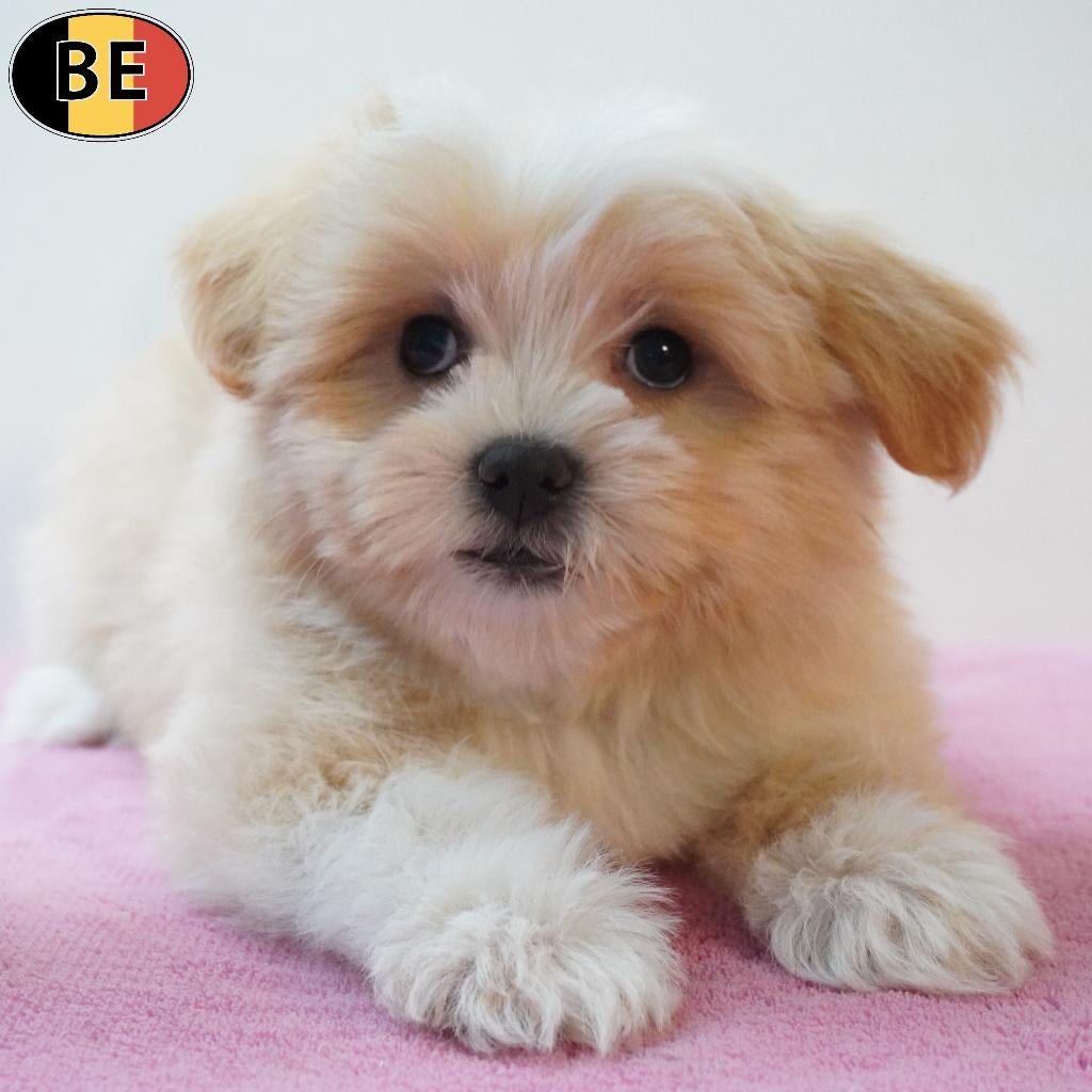 Prachtige Havanezer pups te koop (Belgisch), Dieren en Toebehoren, Parvo, België, 8 tot 15 weken, Meerdere