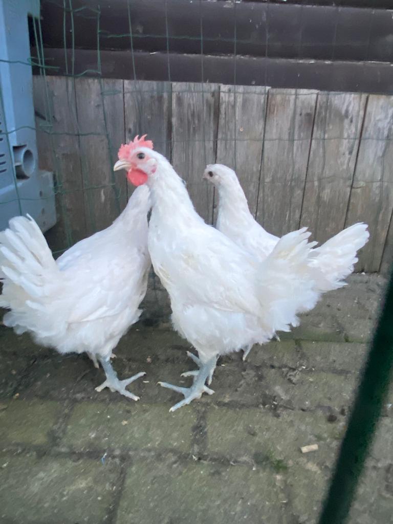 poule de bresse, Dieren en Toebehoren