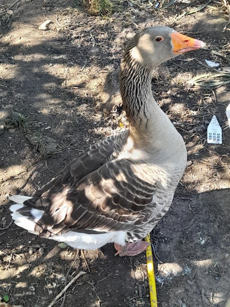 Toulouse gans, Dieren en Toebehoren, Gans of Zwaan