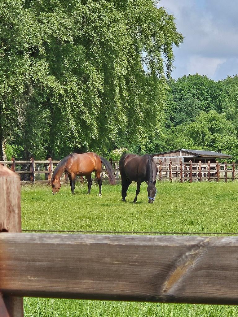 Draver merrie gezocht, Merrie, Gechipt