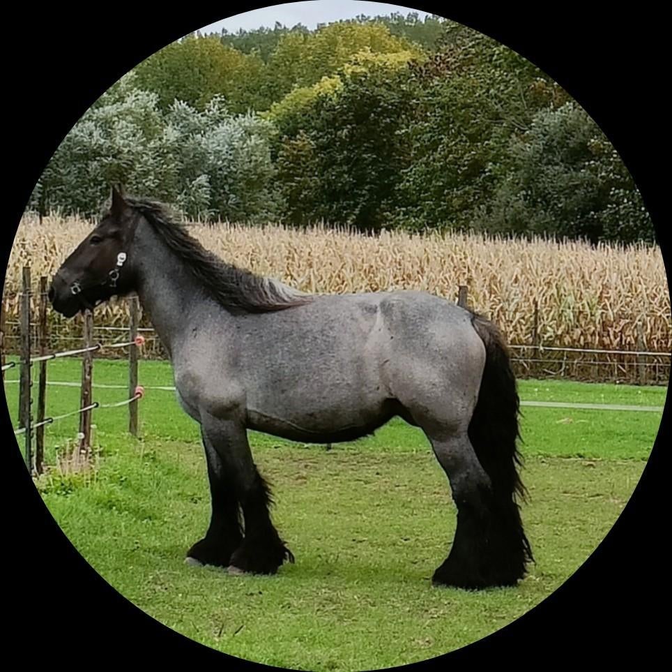 Trekpaard. Drachtige. Blauwschimmel, 160 à 165 cm, Ne s'applique pas, Cheval d'attelage, Avec pedigree