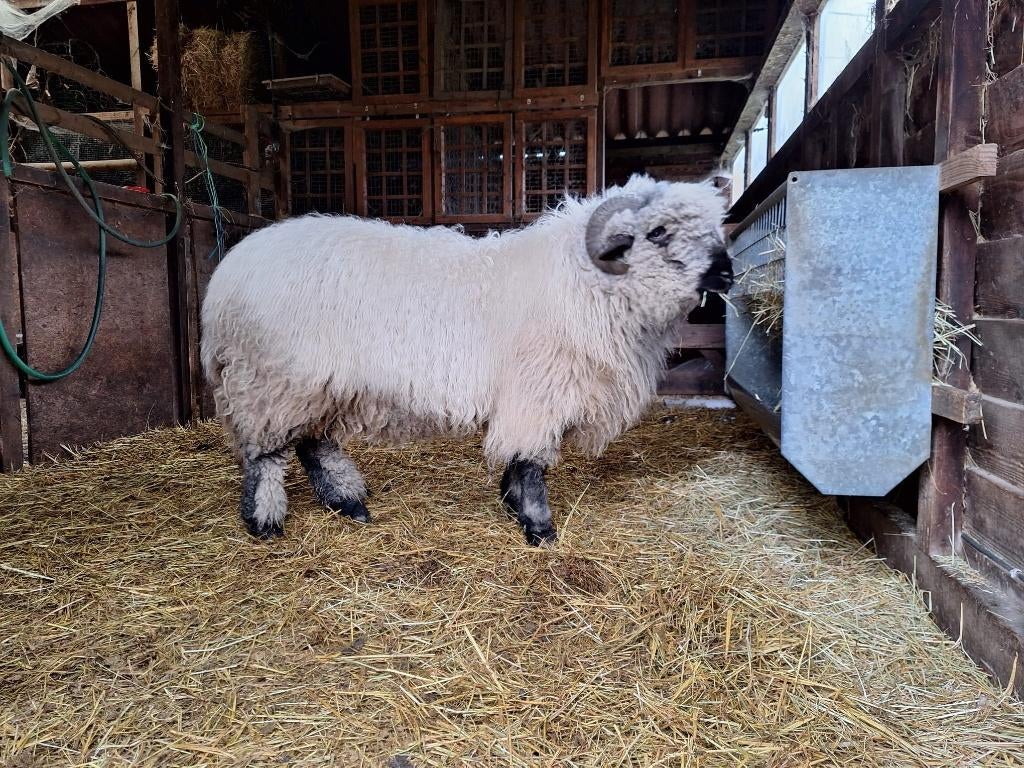 zware ram kruising Hampshire Down, Dieren en Toebehoren, Mannelijk, Schaap, 0 tot 2 jaar