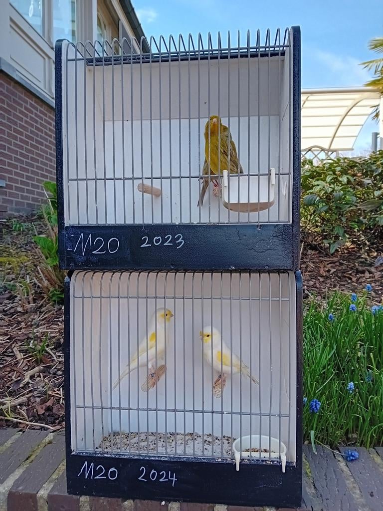 Kanaries mooien groote gezonde vogels, Mei, Mannelijk