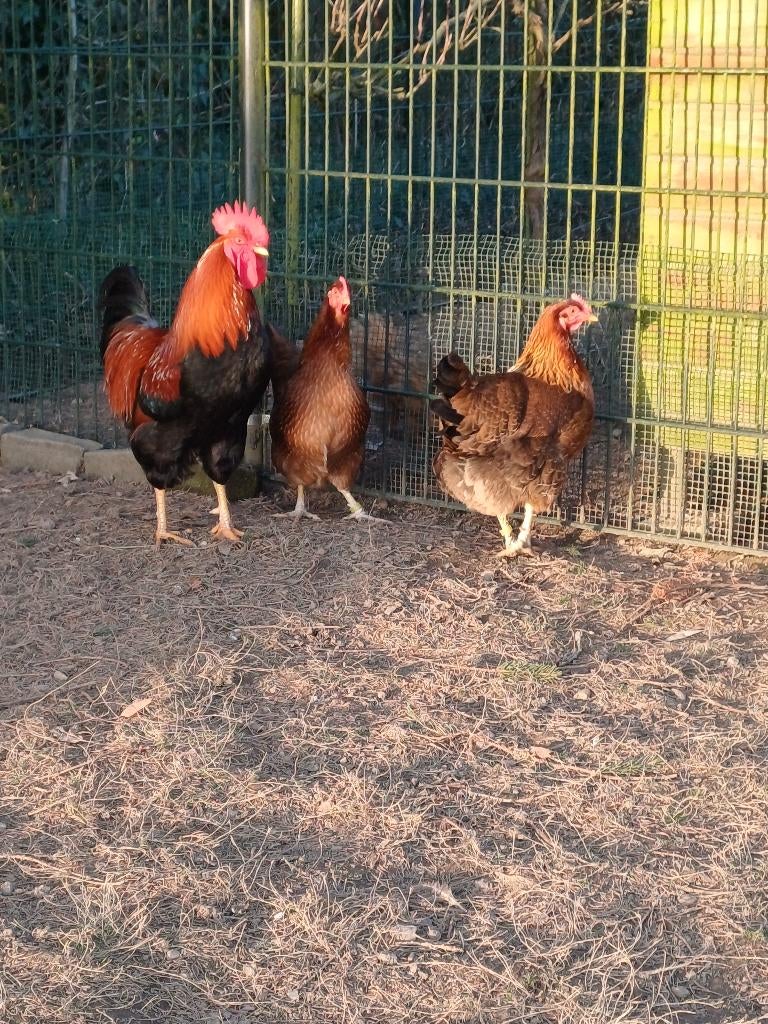 Te koop welsumer broedeieren groot ras., Geslacht onbekend, Kip