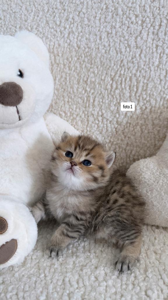 Britse Korthaar Kittens, Dieren en Toebehoren, Meerdere dieren, Gechipt, 0 tot 2 jaar