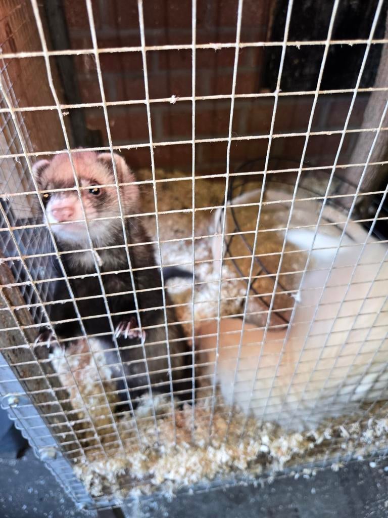 Fretjes koppel, Plusieurs animaux, Taille moyenne, 3 à 5 ans