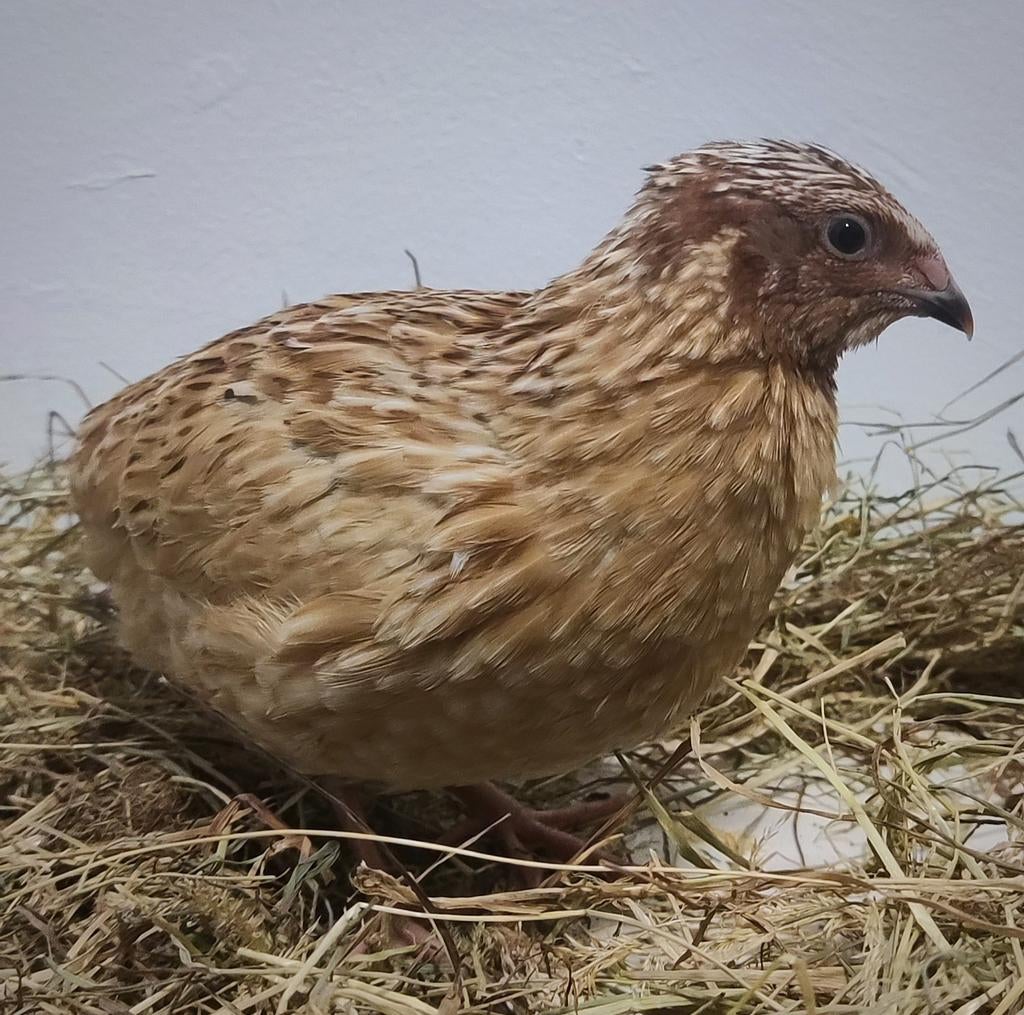 Coq de caille, Animaux & Accessoires