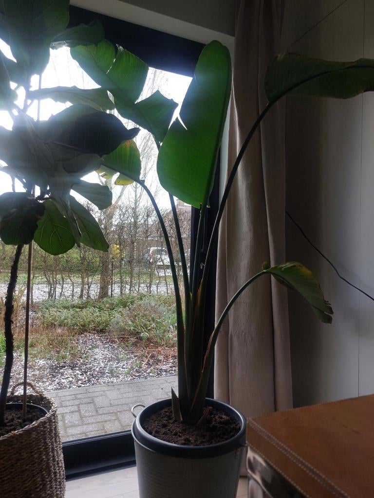 STRELITZIA NICOLAI, hauteur 1m80, Maison & Meubles, Enlèvement