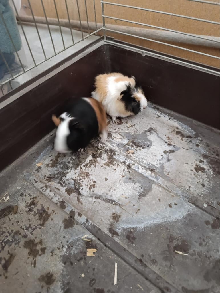 Cavia's, Dieren en Toebehoren, Knaagdieren, Maart, Meerdere dieren