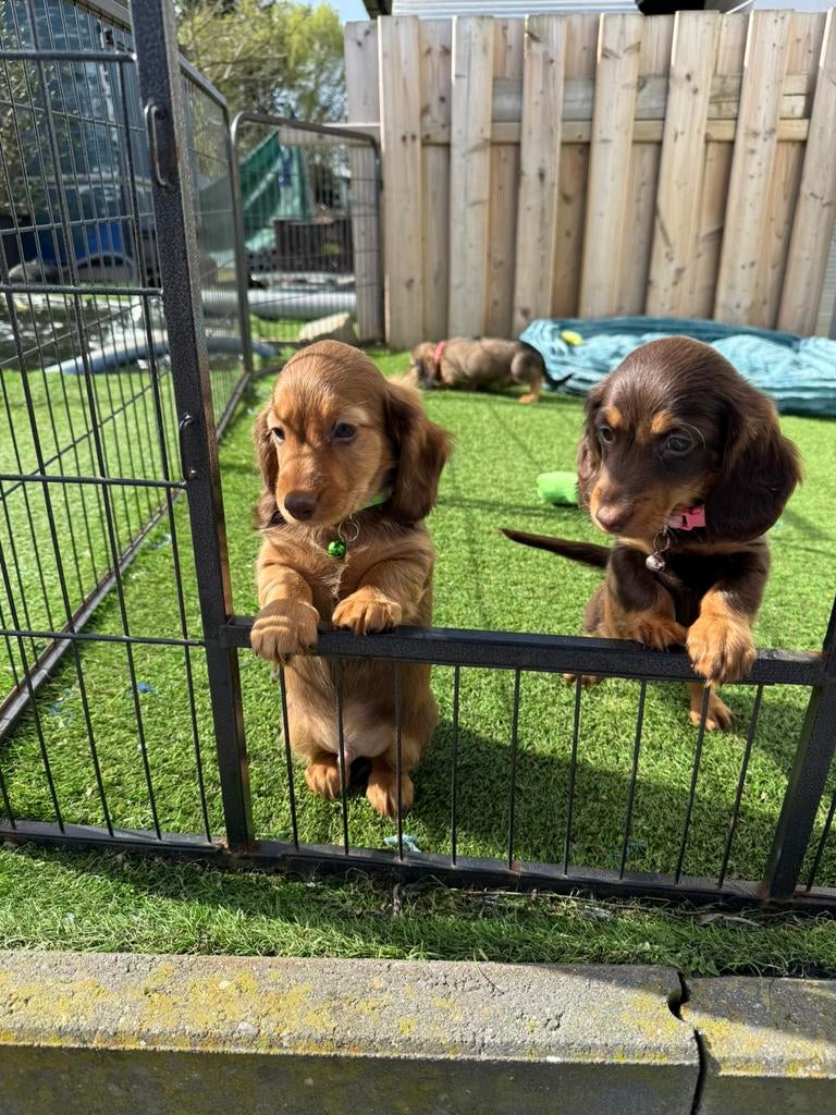 Prachtige langharige dwergteckel pups, Dieren en Toebehoren, Parvo, België, 8 tot 15 weken, Dwerg