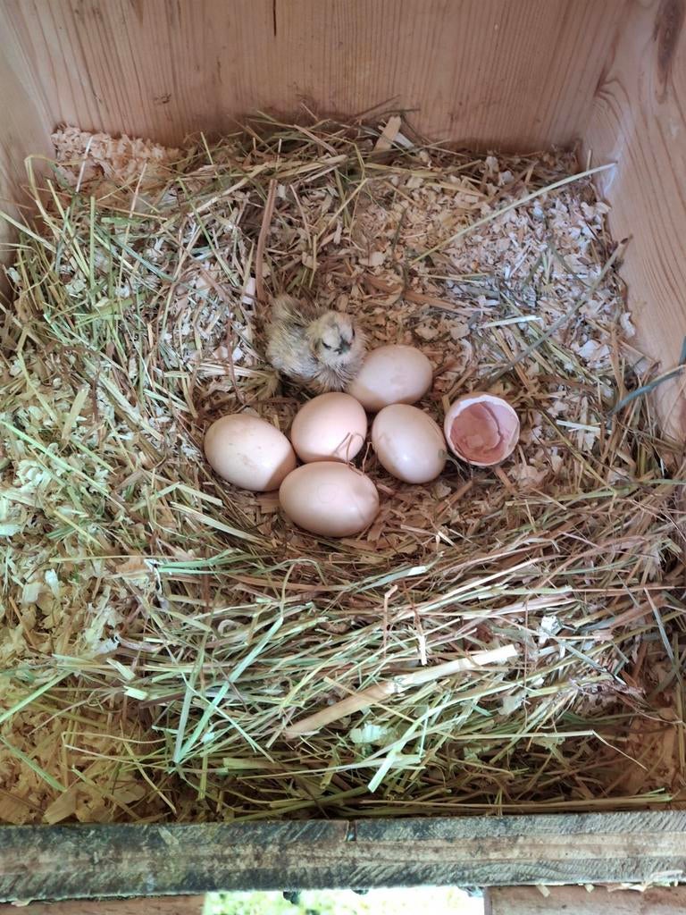 Broedeieren zijdehoenders, Dieren en Toebehoren