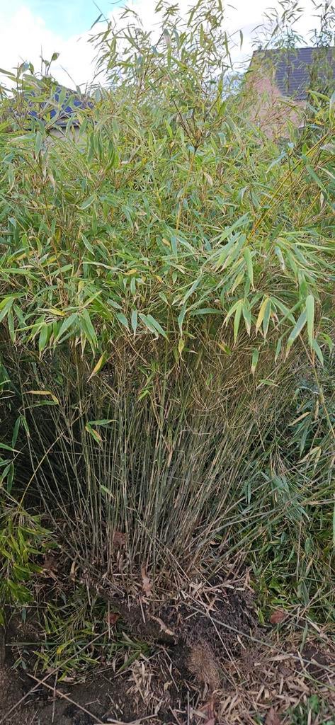 Bamboe niet woekerend., Ophalen