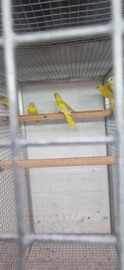 cinnamon turquoisine 2025, Meerdere dieren, Parkiet, Geringd